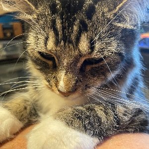 Pet photo