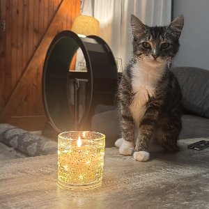 Pet photo