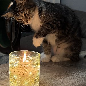 Pet photo