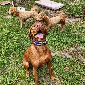 Pet photo