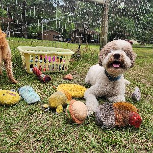 Pet photo