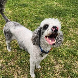 Pet photo