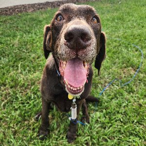 Pet photo