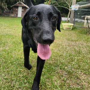 Pet photo