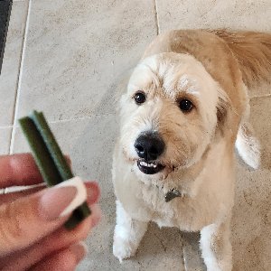 Pet photo