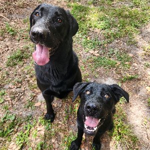 Pet photo