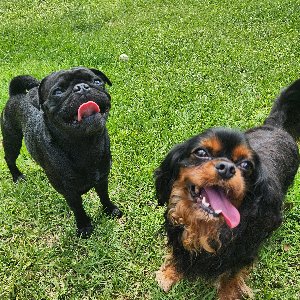 Pet photo