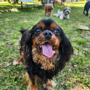 Pet photo
