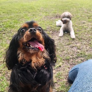 Pet photo
