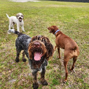 Pet photo