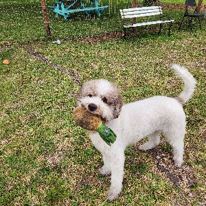 Pet photo