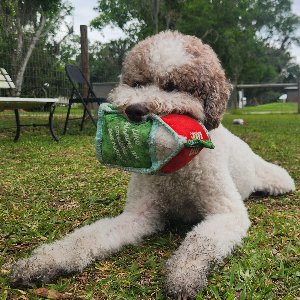 Pet photo