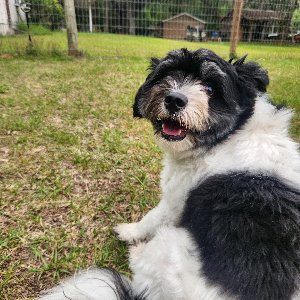 Pet photo