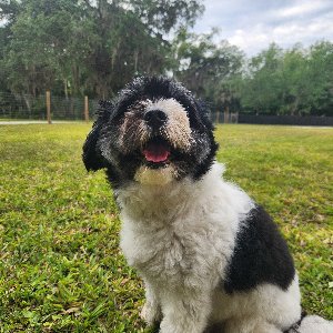 Pet photo