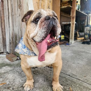 Pet photo