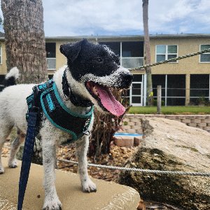 Pet photo
