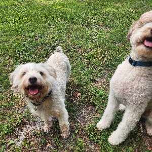 Pet photo