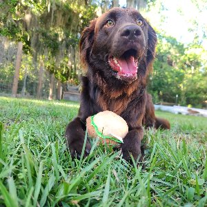 Pet photo