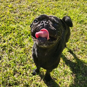 Pet photo