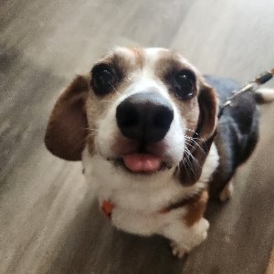 Pet photo