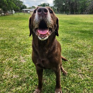 Pet photo