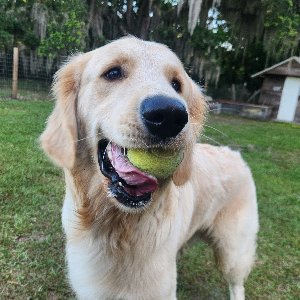 Pet photo