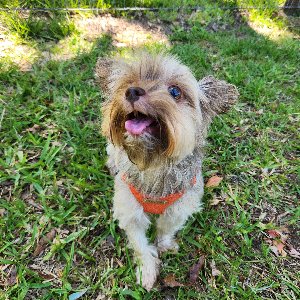 Pet photo