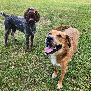 Pet photo