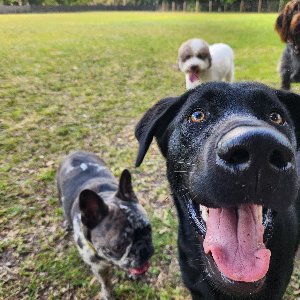 Pet photo