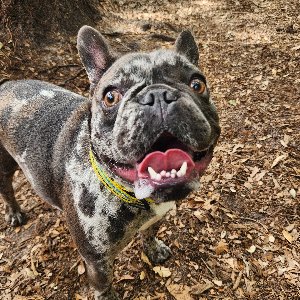 Pet photo