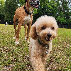 Pet photo
