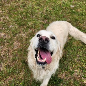 Pet photo