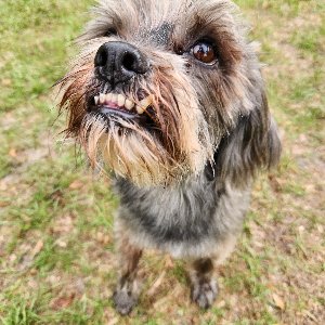 Pet photo