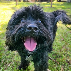 Pet photo