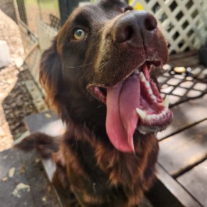 Pet photo