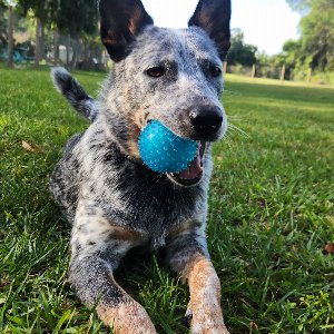 Pet photo