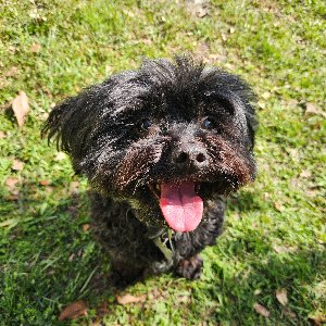 Pet photo