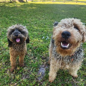 Pet photo