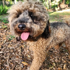 Pet photo