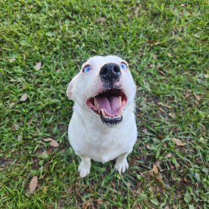 Pet photo