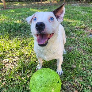 Pet photo