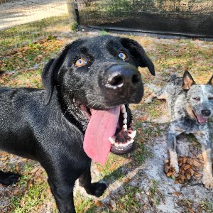Pet photo