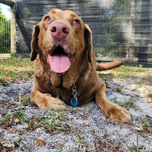 Pet photo
