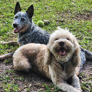 Pet photo