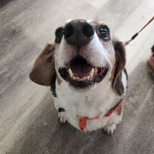 Pet photo