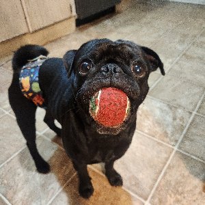 Pet photo
