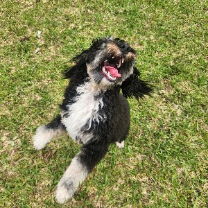 Pet photo