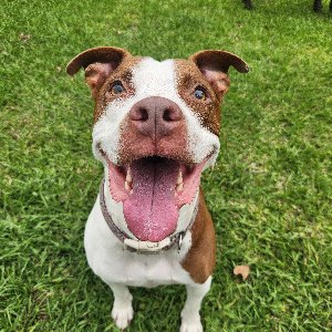 Pet photo