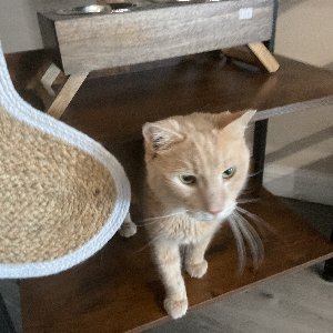 Pet photo