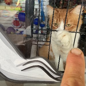 Pet photo